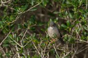 DPPhotography - Mallorca - Balearic warbler - E