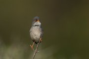 DPPhotography - Mallorca - Balearic warbler - I