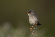 DPPhotography - Mallorca - Balearic warbler - K