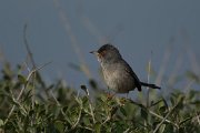 DPPhotography - Mallorca - Balearic warbler - N