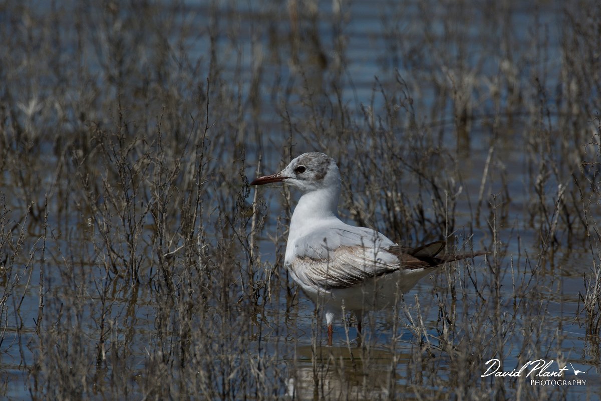 DPPhotography - Mallorca - Black-headed gull - A.jpg - Black-headed gull - s'Albufera, Mallorca