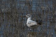 DPPhotography - Mallorca - Black-headed gull - A