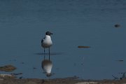 DPPhotography - Mallorca - Black-headed gull - B