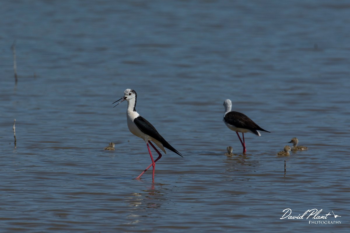 DPPhotography - Mallorca - Black-winged stilt - AB.jpg - Black-winged stilt - s'Albufera, Mallorca