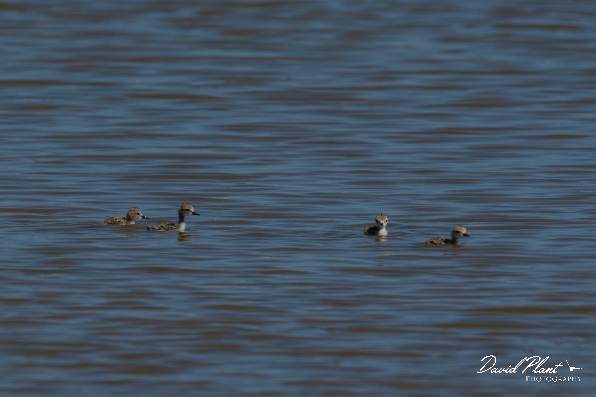 DPPhotography - Mallorca - Black-winged stilt - AC.jpg - Black-winged stilt - s'Albufera, Mallorca
