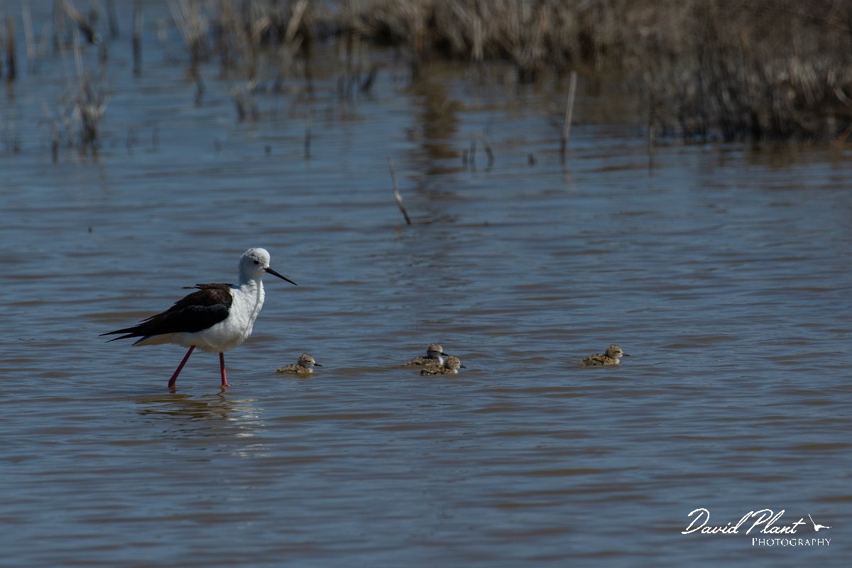 DPPhotography - Mallorca - Black-winged stilt - AE.jpg - Black-winged stilt - s'Albufera, Mallorca