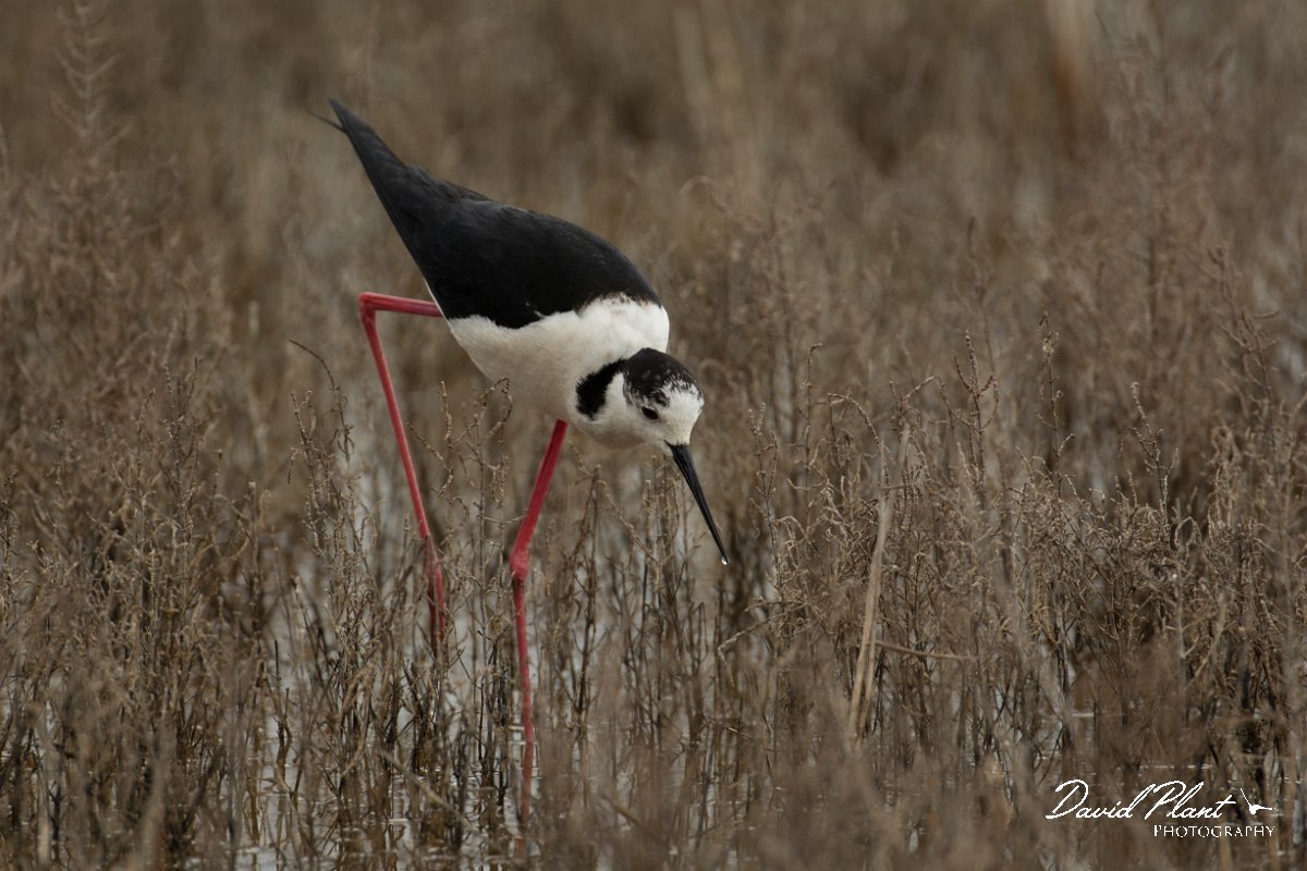 DPPhotography - Mallorca - Black-winged stilt - AG.jpg - Black-winged stilt - s'Albufera, Mallorca