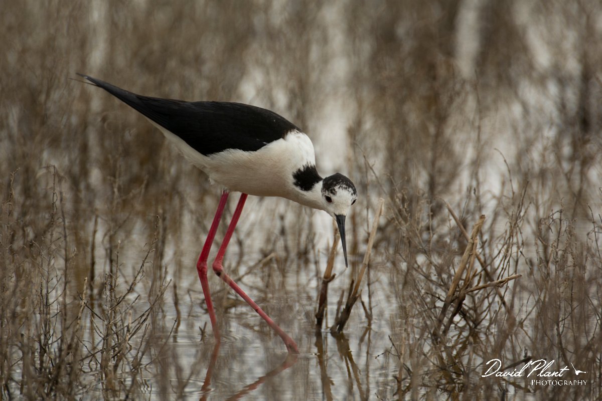 DPPhotography - Mallorca - Black-winged stilt - AH.jpg - Black-winged stilt - s'Albufera, Mallorca
