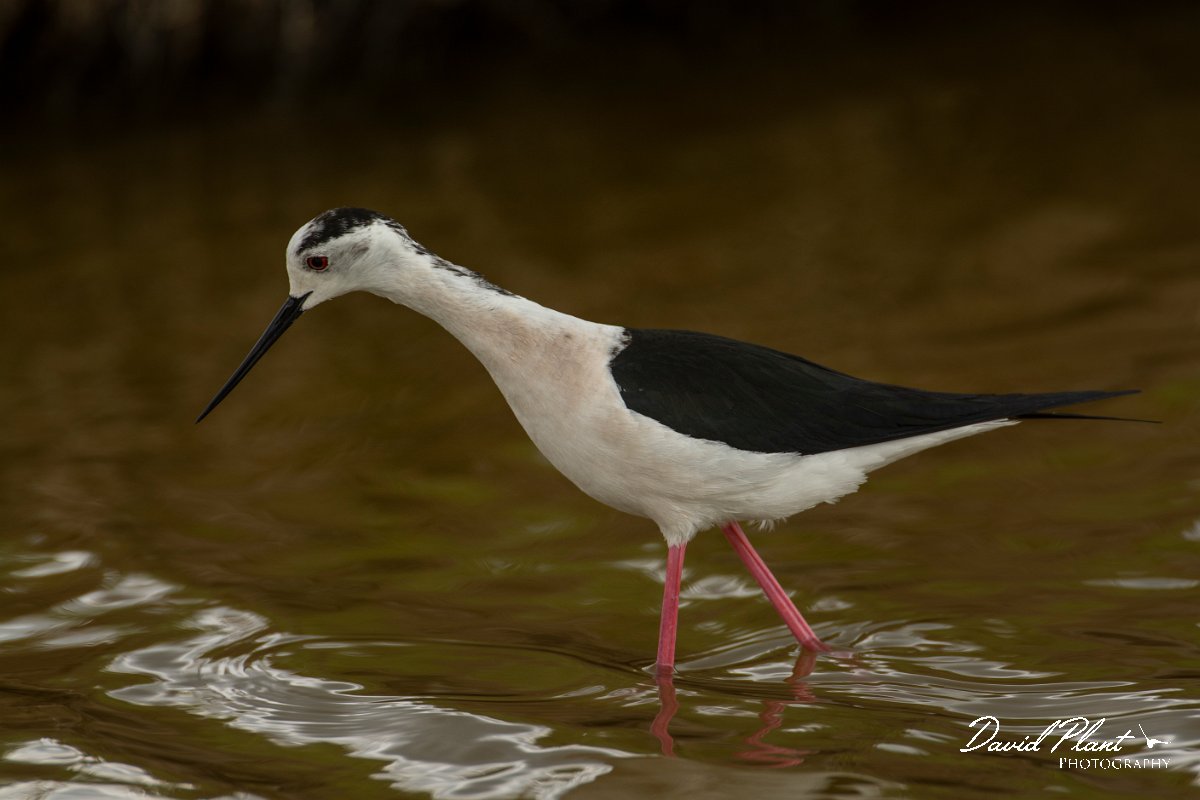 DPPhotography - Mallorca - Black-winged stilt - AI.jpg - Black-winged stilt - s'Albufera, Mallorca