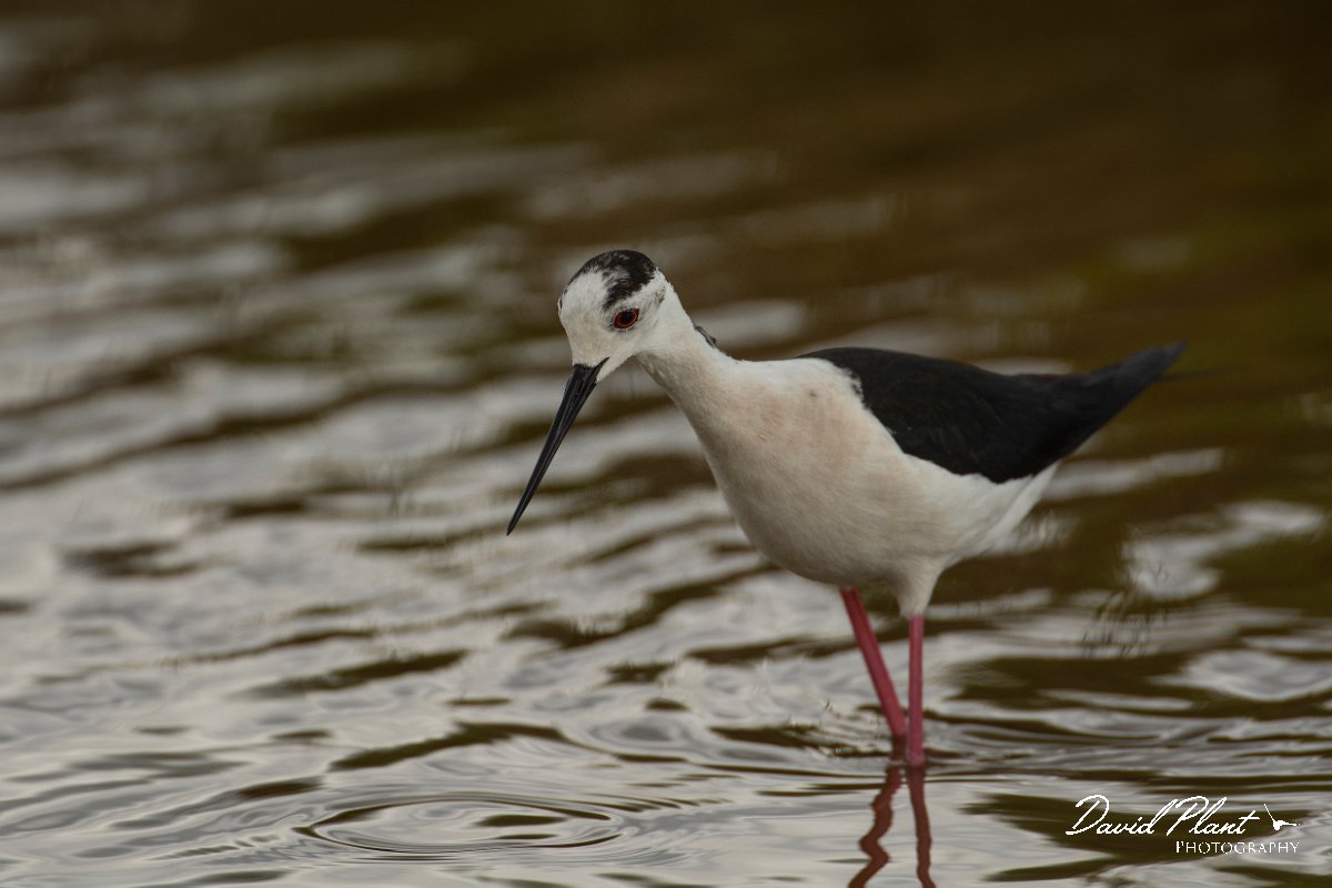 DPPhotography - Mallorca - Black-winged stilt - AJ.jpg - Black-winged stilt - s'Albufera, Mallorca