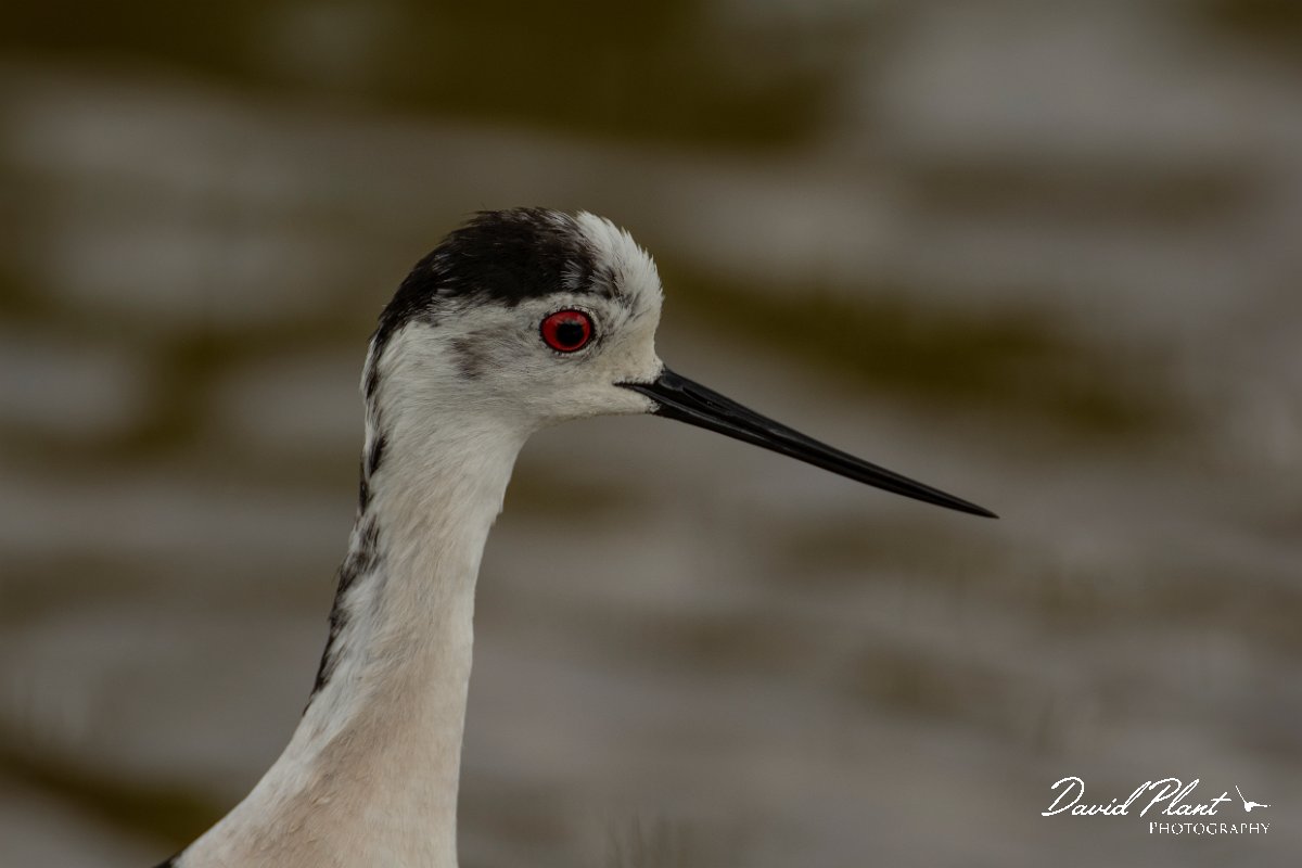 DPPhotography - Mallorca - Black-winged stilt - AK.jpg - Black-winged stilt - s'Albufera, Mallorca