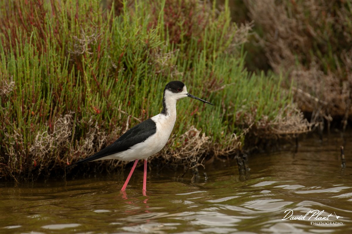 DPPhotography - Mallorca - Black-winged stilt - AL.jpg - Black-winged stilt - s'Albufera, Mallorca