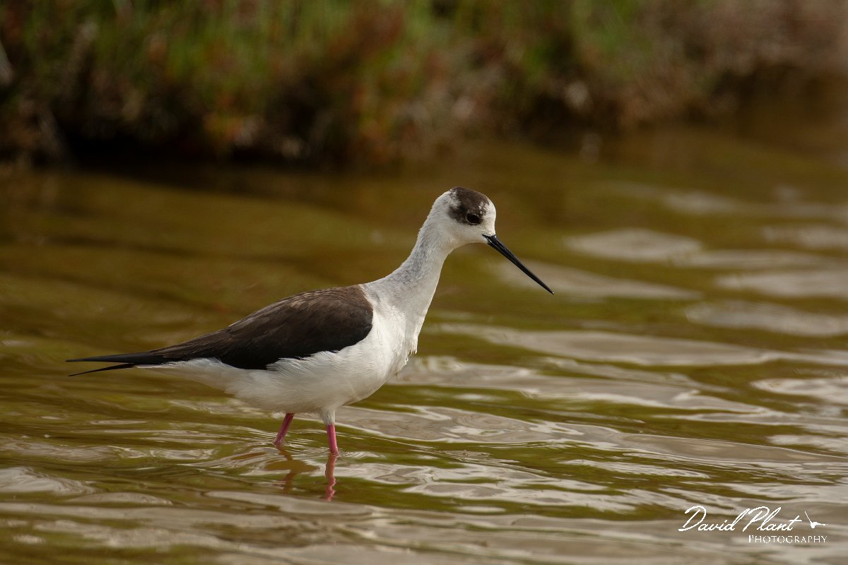 DPPhotography - Mallorca - Black-winged stilt - AM.jpg - Black-winged stilt - s'Albufera, Mallorca