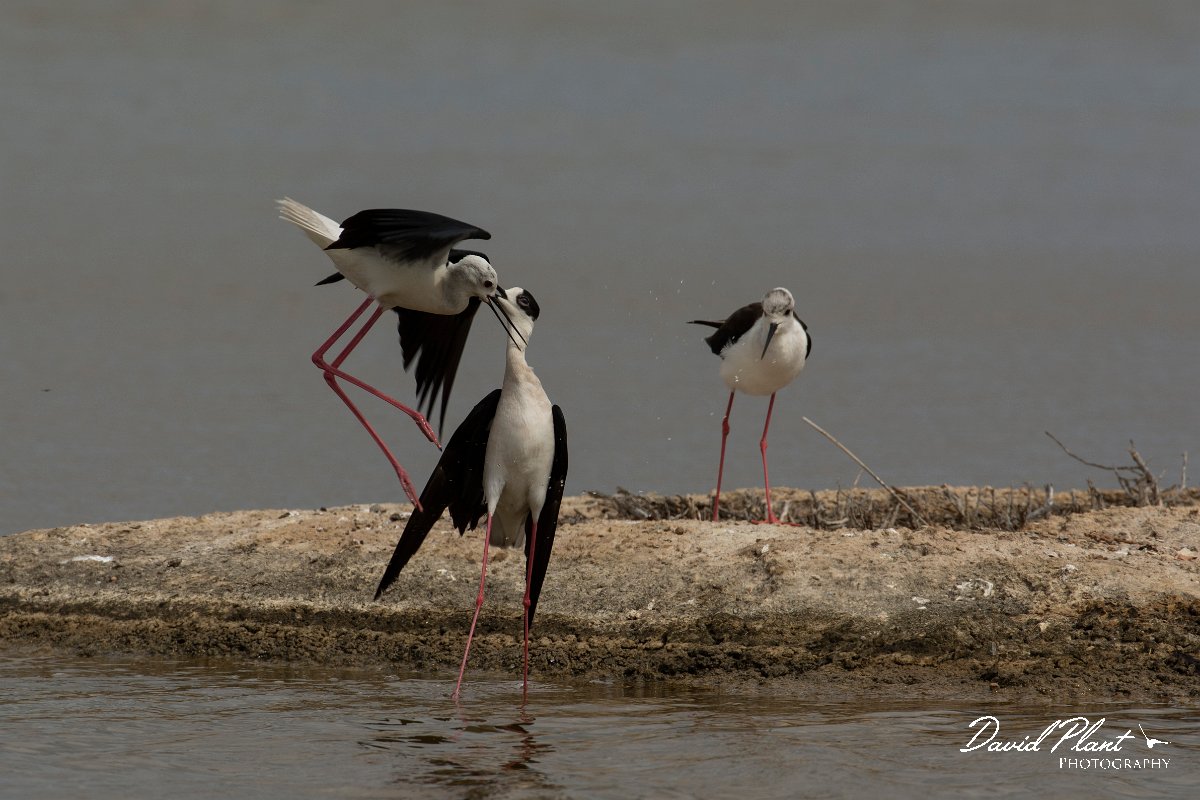 DPPhotography - Mallorca - Black-winged stilt - AN.jpg - Black-winged stilt - s'Albufera, Mallorca
