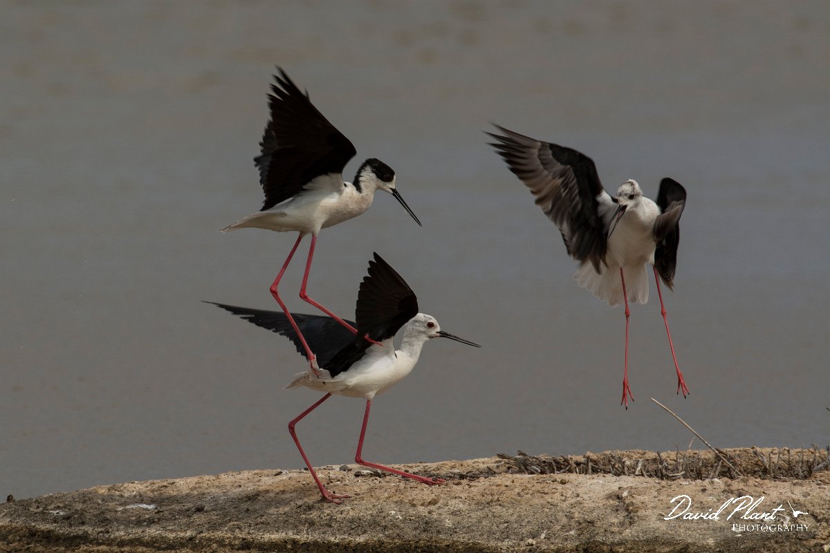 DPPhotography - Mallorca - Black-winged stilt - AO.jpg - Black-winged stilt - s'Albufera, Mallorca