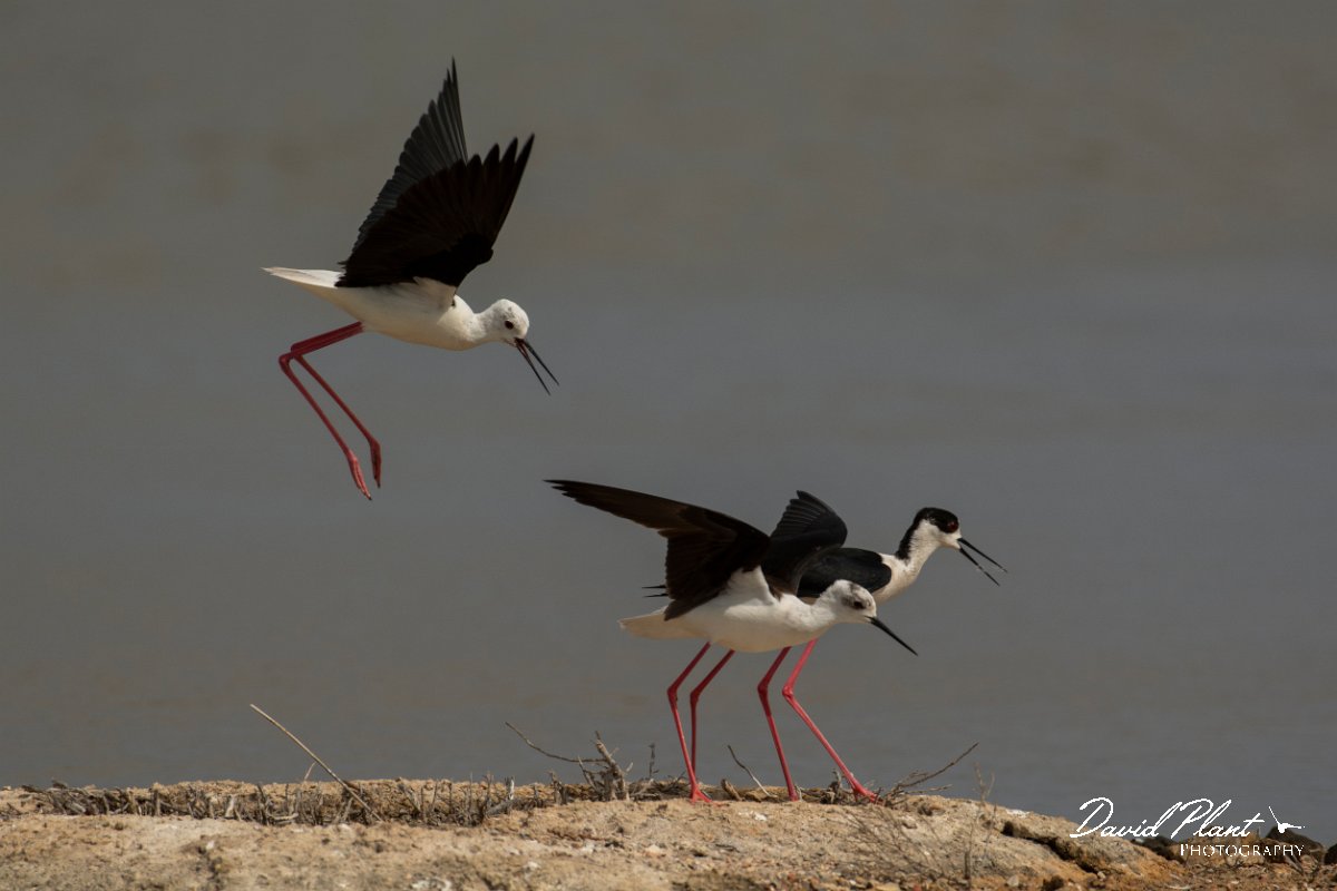 DPPhotography - Mallorca - Black-winged stilt - AP.jpg - Black-winged stilt - s'Albufera, Mallorca