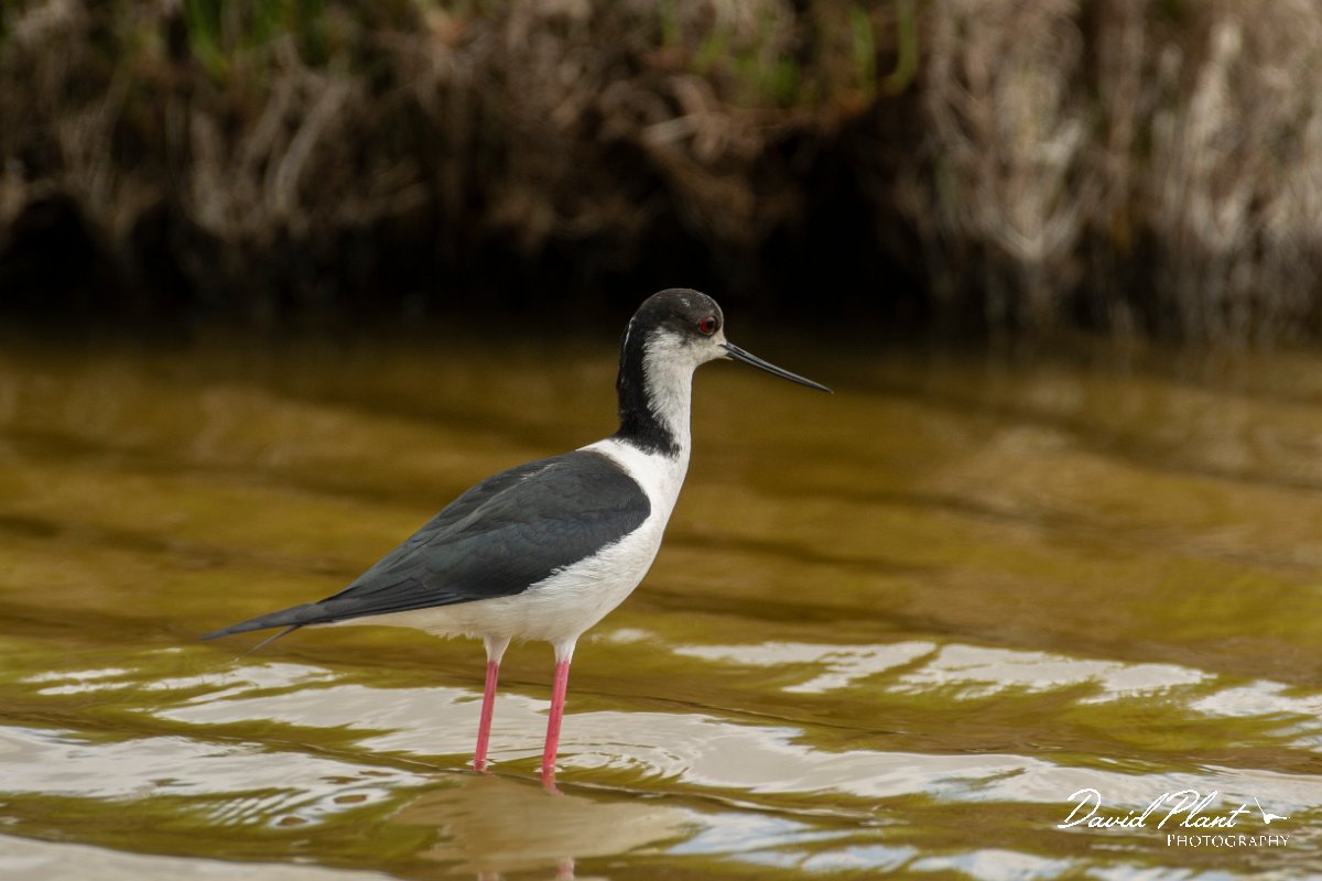 DPPhotography - Mallorca - Black-winged stilt - AQ.jpg - Black-winged stilt - s'Albufera, Mallorca