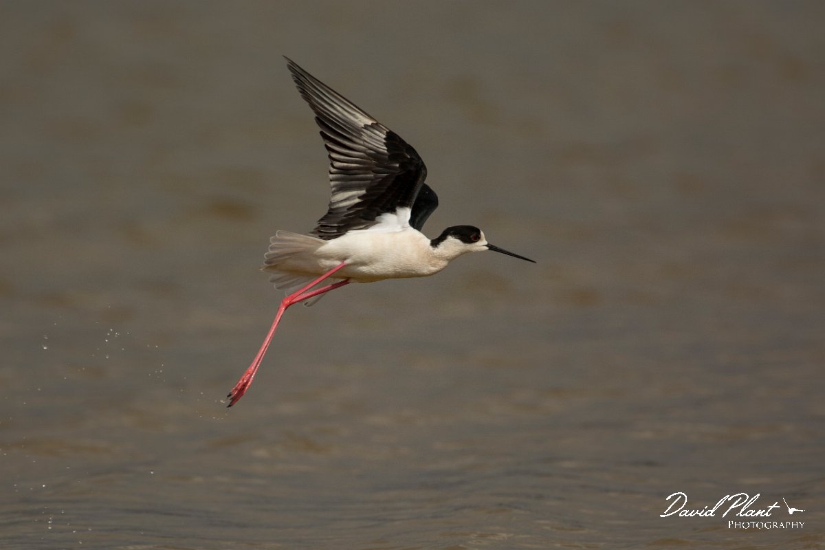 DPPhotography - Mallorca - Black-winged stilt - AR.jpg - Black-winged stilt - s'Albufera, Mallorca