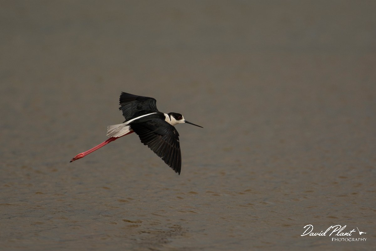 DPPhotography - Mallorca - Black-winged stilt - AS.jpg - Black-winged stilt - s'Albufera, Mallorca