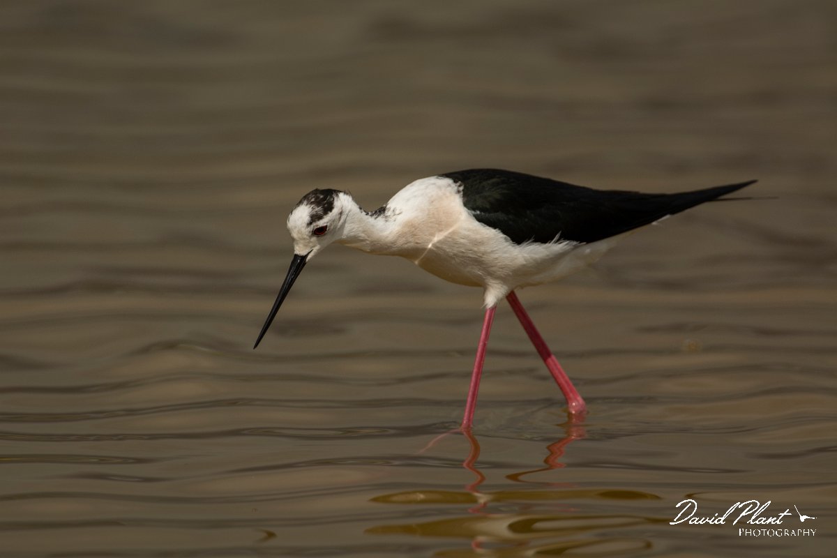 DPPhotography - Mallorca - Black-winged stilt - AT.jpg - Black-winged stilt - s'Albufera, Mallorca