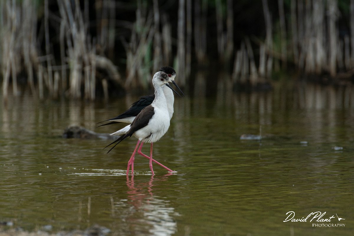DPPhotography - Mallorca - Black-winged stilt - D.jpg - Black-winged stilt - s'Albufera, Mallorca