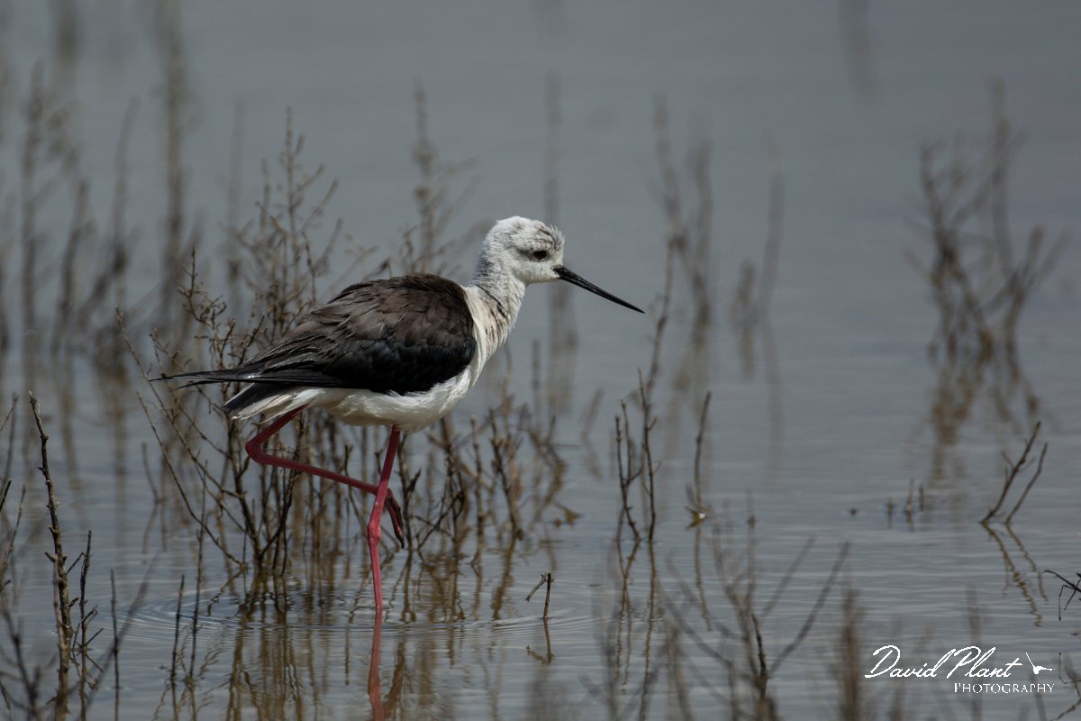DPPhotography - Mallorca - Black-winged stilt - E.jpg - Black-winged stilt - s'Albufera, Mallorca