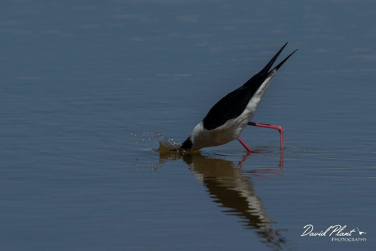 DPPhotography - Mallorca - Black-winged stilt - I.jpg - Black-winged stilt - s'Albufera, Mallorca