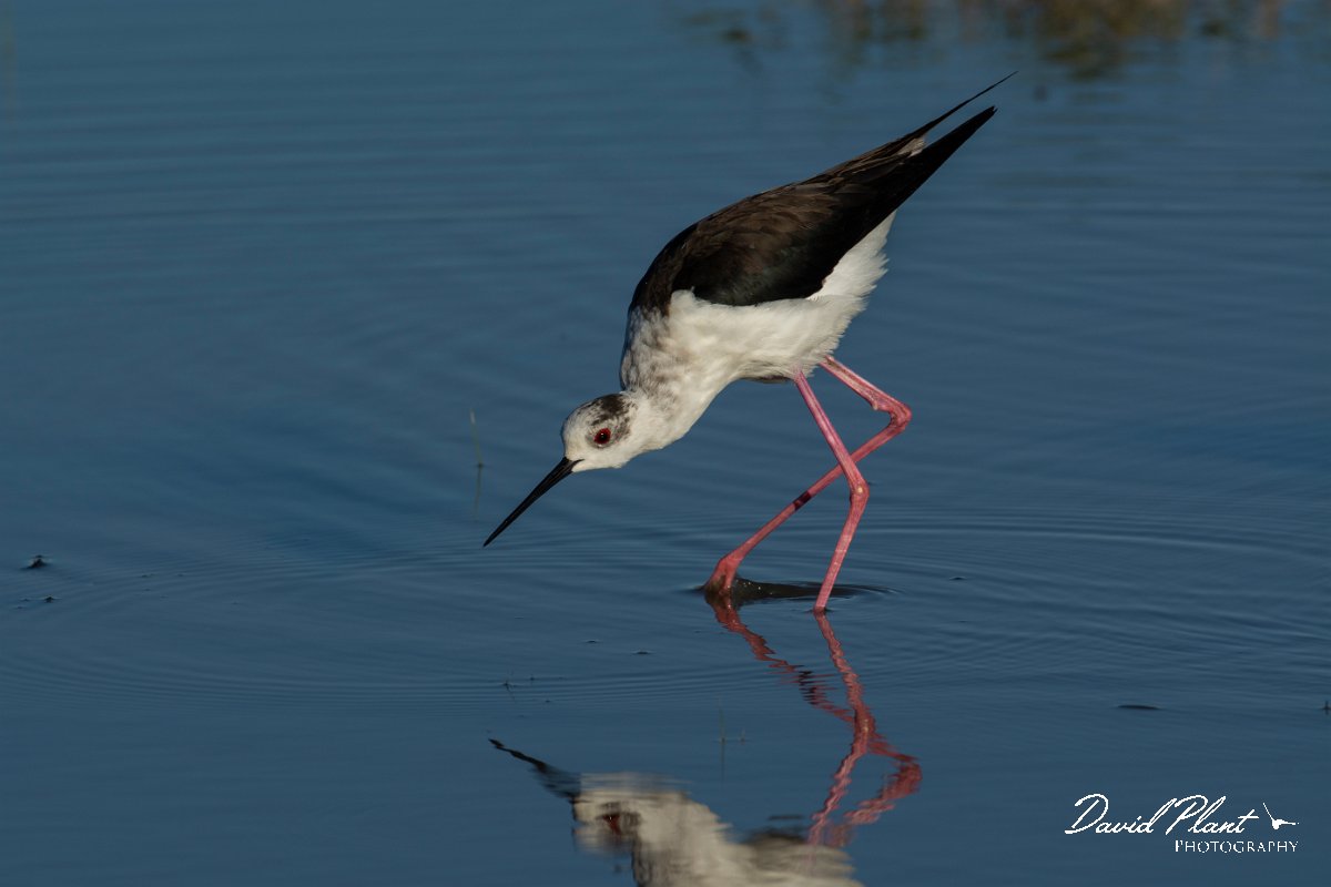 DPPhotography - Mallorca - Black-winged stilt - N.jpg - Black-winged stilt - s'Albufera, Mallorca