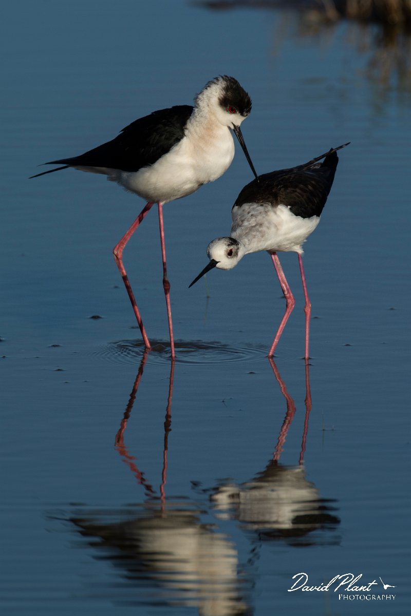 DPPhotography - Mallorca - Black-winged stilt - P.jpg - Black-winged stilt - s'Albufera, Mallorca