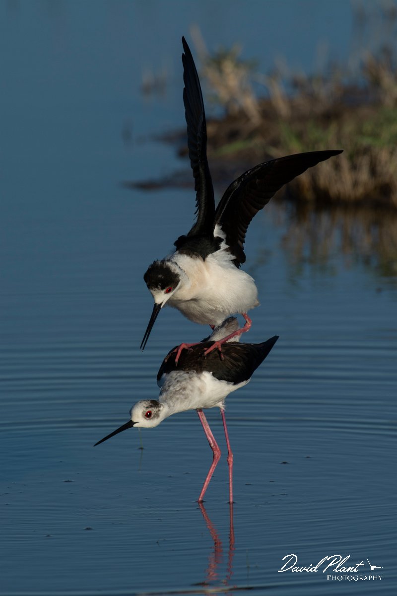 DPPhotography - Mallorca - Black-winged stilt - Q.jpg - Black-winged stilt - s'Albufera, Mallorca