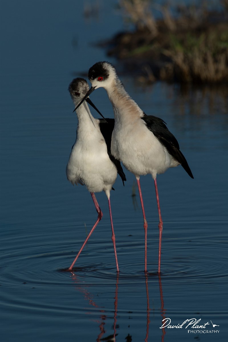 DPPhotography - Mallorca - Black-winged stilt - R.jpg - Black-winged stilt - s'Albufera, Mallorca