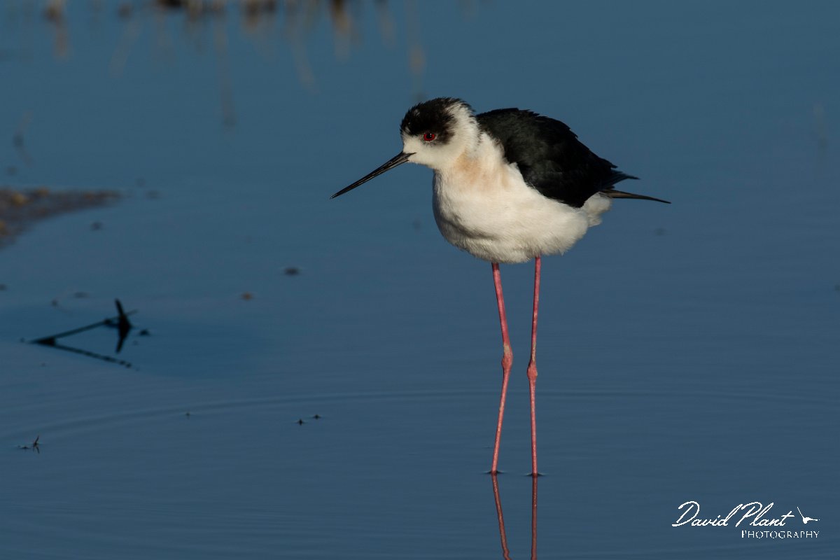 DPPhotography - Mallorca - Black-winged stilt - S.jpg - Black-winged stilt - s'Albufera, Mallorca