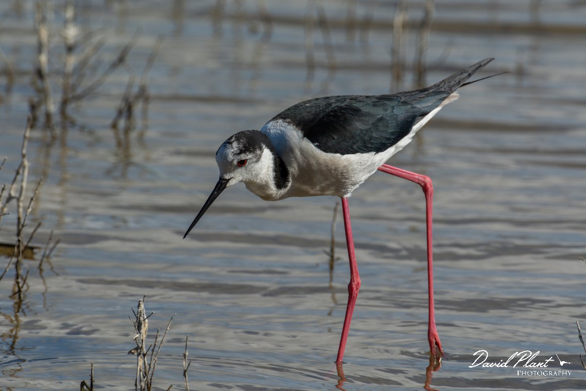 DPPhotography - Mallorca - Black-winged stilt - U.jpg - Black-winged stilt - s'Albufera, Mallorca