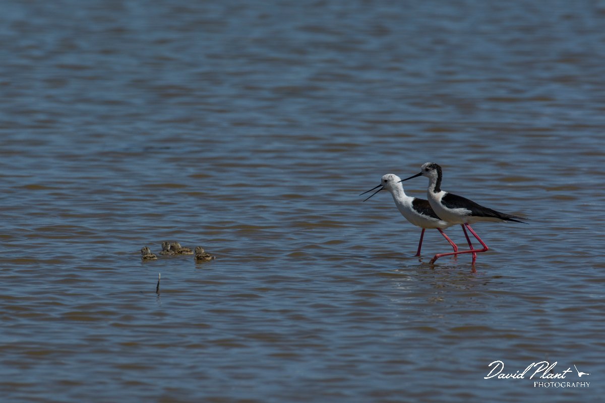 DPPhotography - Mallorca - Black-winged stilt - W.jpg - Black-winged stilt - s'Albufera, Mallorca