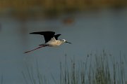 DPPhotography - Mallorca - Black-winged stilt - A