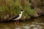 DPPhotography - Mallorca - Black-winged stilt - AL