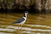 DPPhotography - Mallorca - Black-winged stilt - AQ