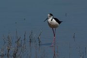 DPPhotography - Mallorca - Black-winged stilt - H