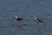 DPPhotography - Mallorca - Black-winged stilt - Z