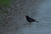 DPPhotography - Mallorca - Blackbird - A