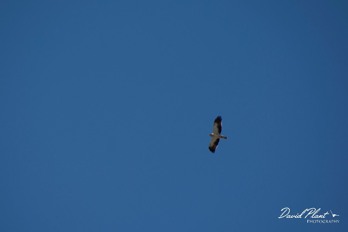 DPPhotography - Mallorca - Booted eagle - B.jpg - Booted eagle - Cuber Reservoir, Mallorca
