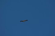 DPPhotography - Mallorca - Booted eagle - A