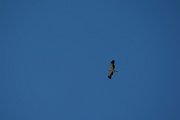 DPPhotography - Mallorca - Booted eagle - B
