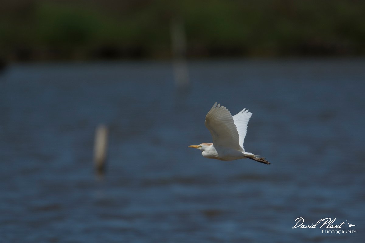 DPPhotography - Mallorca - Cattle egret - A.jpg - Cattle egret - s'Albufera, Mallorca