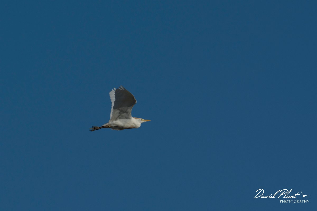 DPPhotography - Mallorca - Cattle egret - B.jpg - Cattle egret - s'Albufera, Mallorca