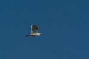 DPPhotography - Mallorca - Cattle egret - B