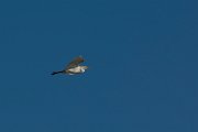 DPPhotography - Mallorca - Cattle egret - C