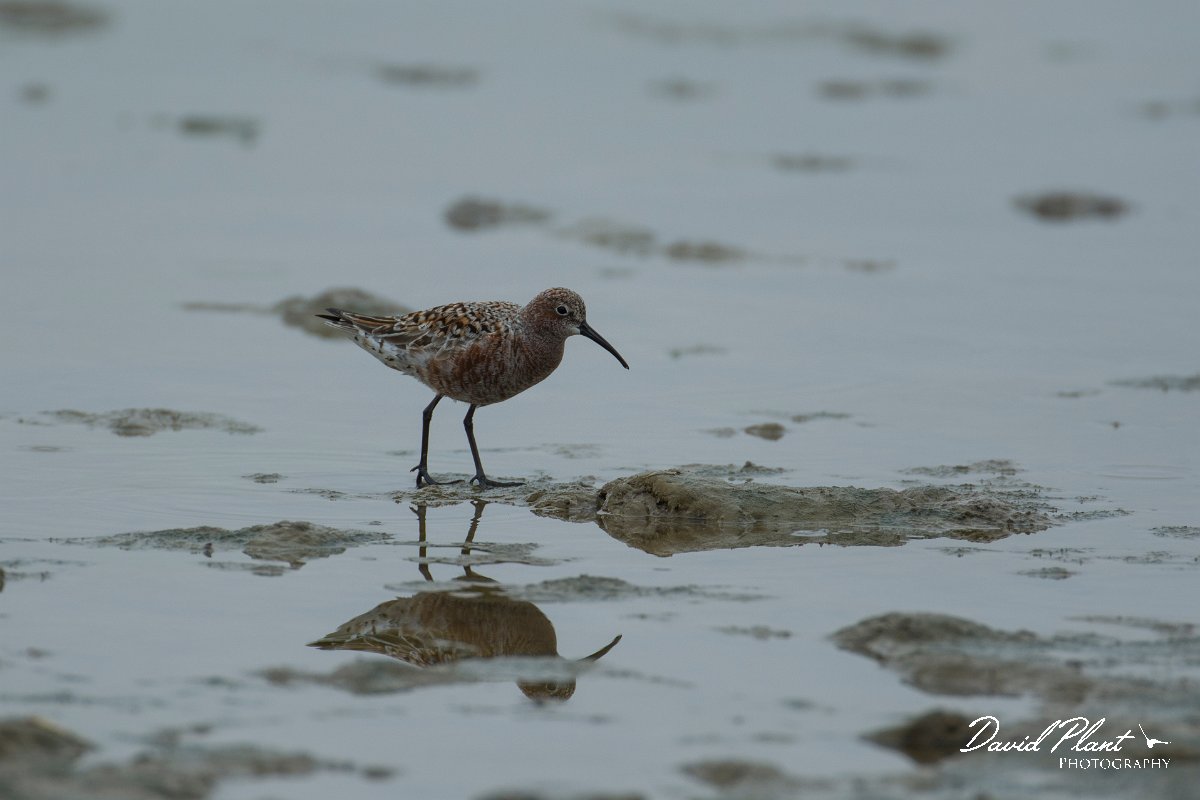 DPPhotography - Mallorca - Curlew sandpiper - A.jpg - Curlew sandpiper - s'Albufera, Mallorca