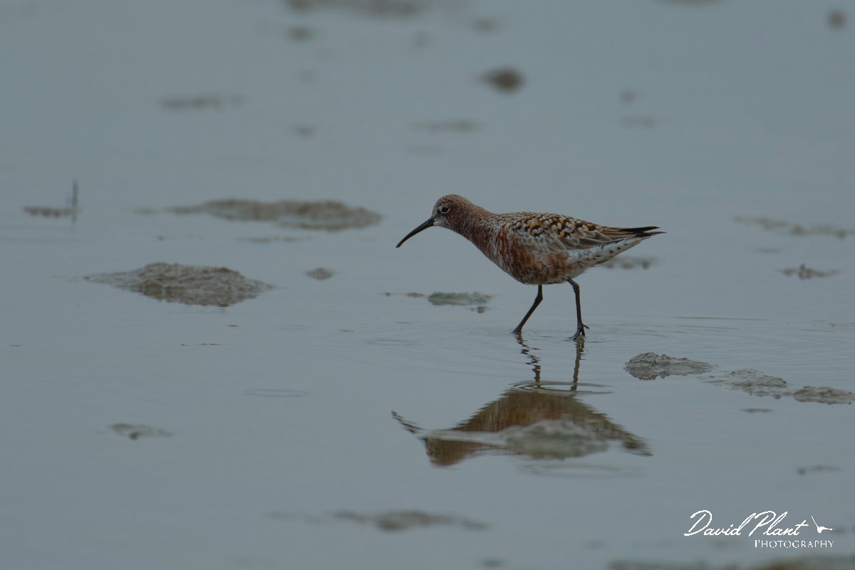 DPPhotography - Mallorca - Curlew sandpiper - C.jpg - Curlew sandpiper - s'Albufera, Mallorca
