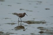 DPPhotography - Mallorca - Curlew sandpiper - A